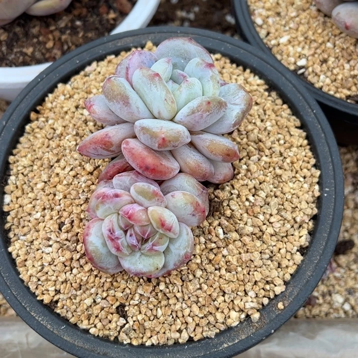 星影石化 夏鸣园艺