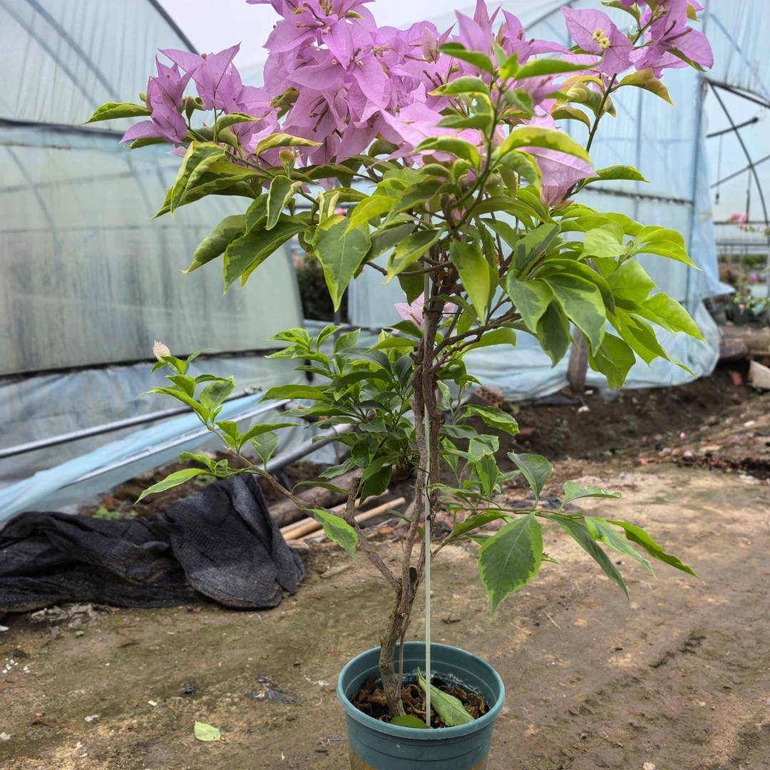 【金边新加坡宫粉】三角梅绿植盆栽【爱养花的月月】