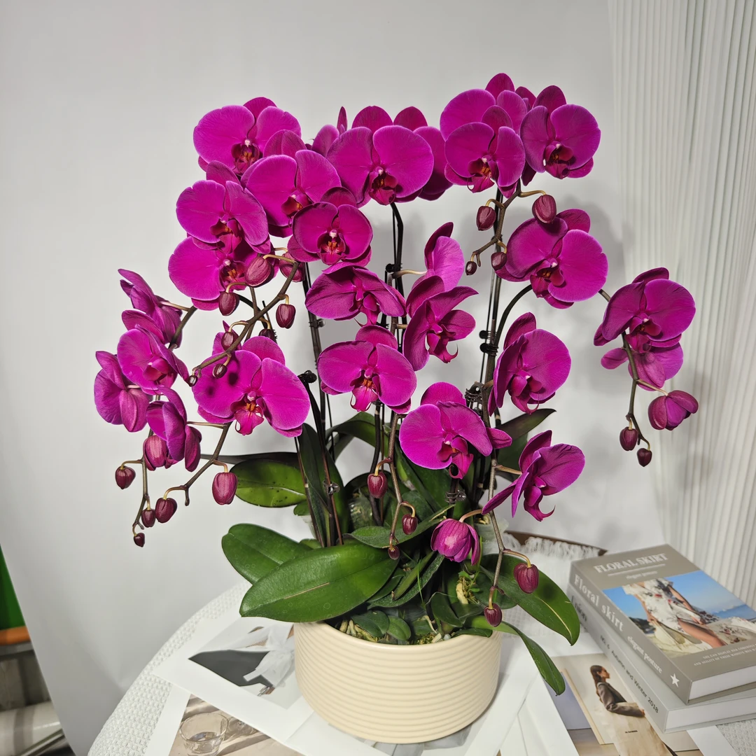 蝴蝶兰<中国红>玫红色花 鲜花绿植 带花带花苞  盆子随发