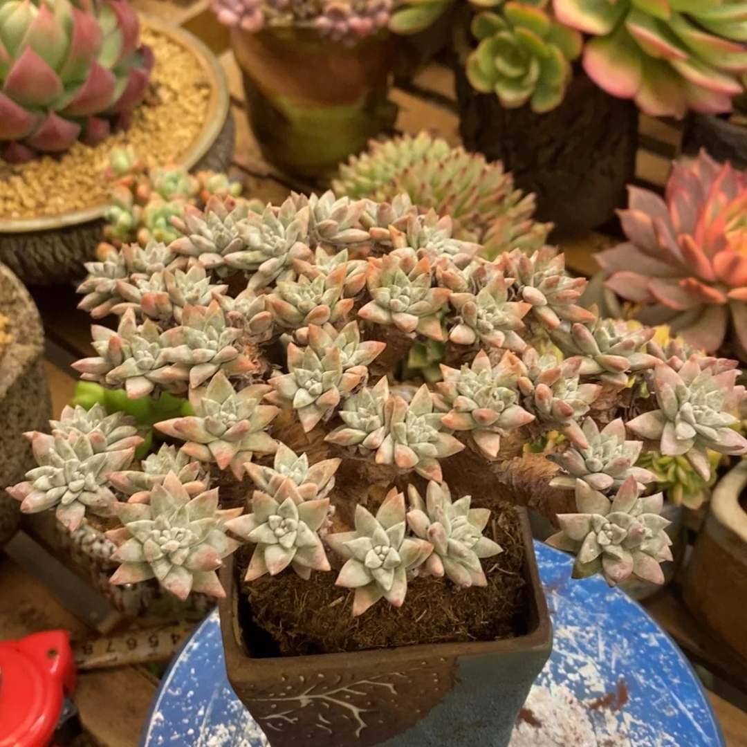 梁***贝多肉植物肉肉植物