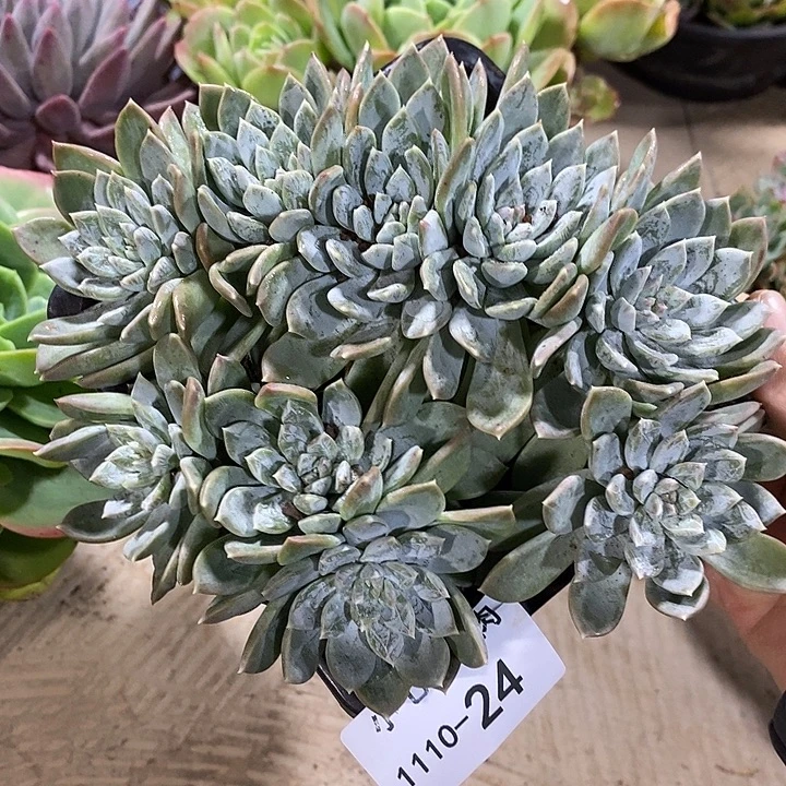 小七夕多肉不知名24