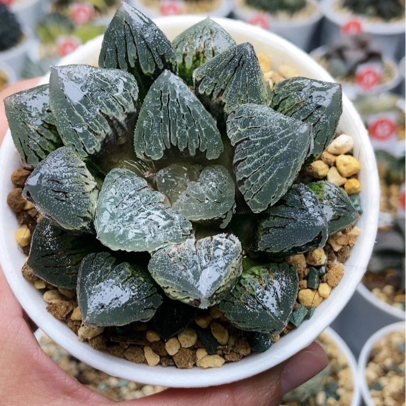 【闪购商品】冰上巨大