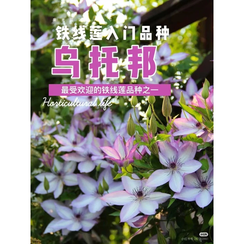 铁线莲乌托邦F系单瓣大花阳台盆栽庭院种植