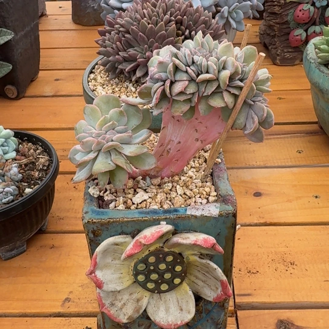 提拉米苏小高板缀化