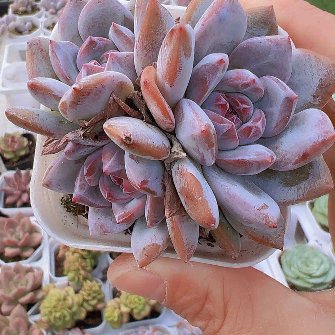 石榴籽群19包邮多肉