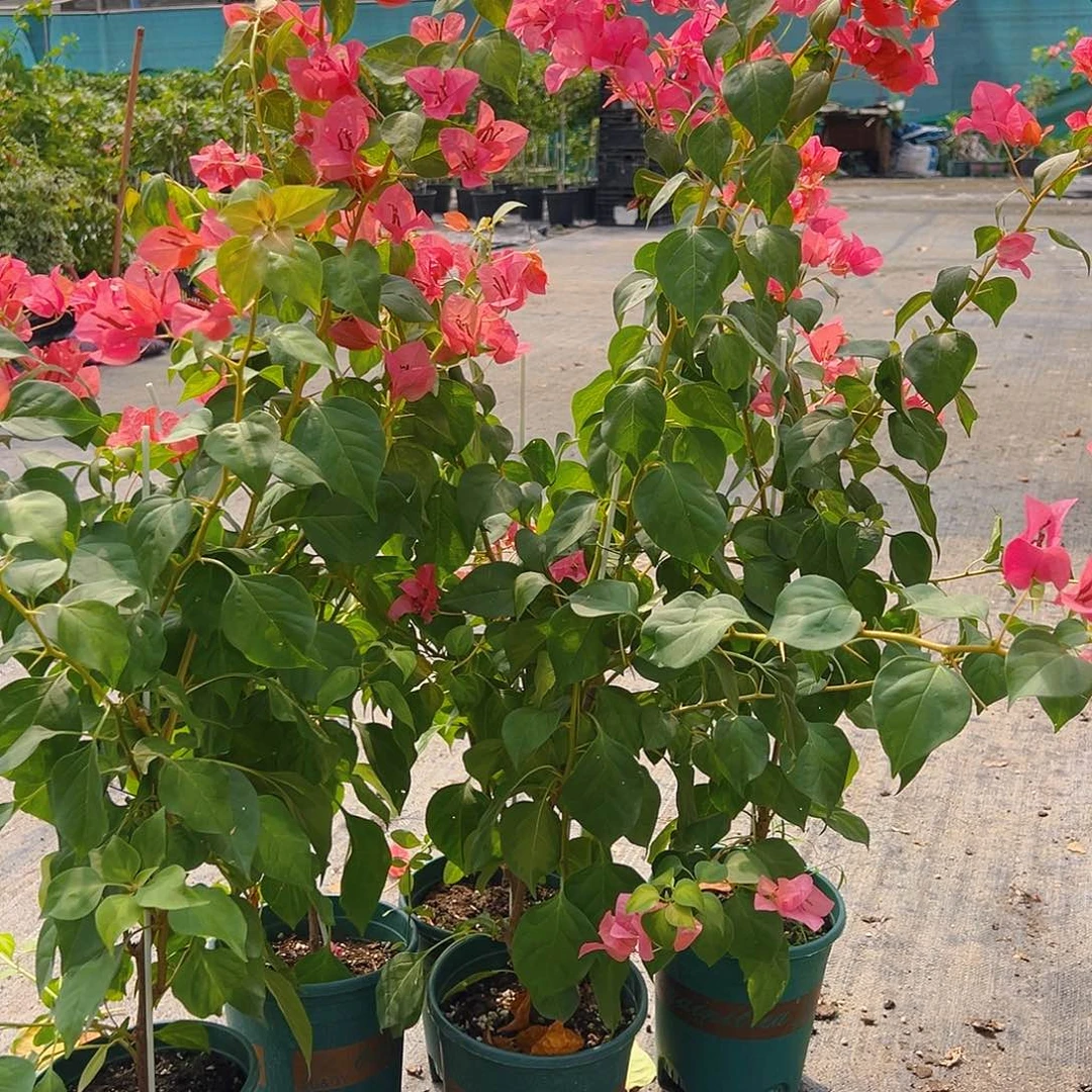 大部分开放少量花苞暗夕一颗