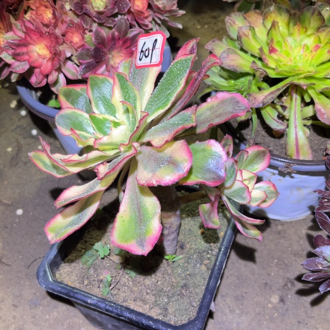 609多肉植物魅影法师