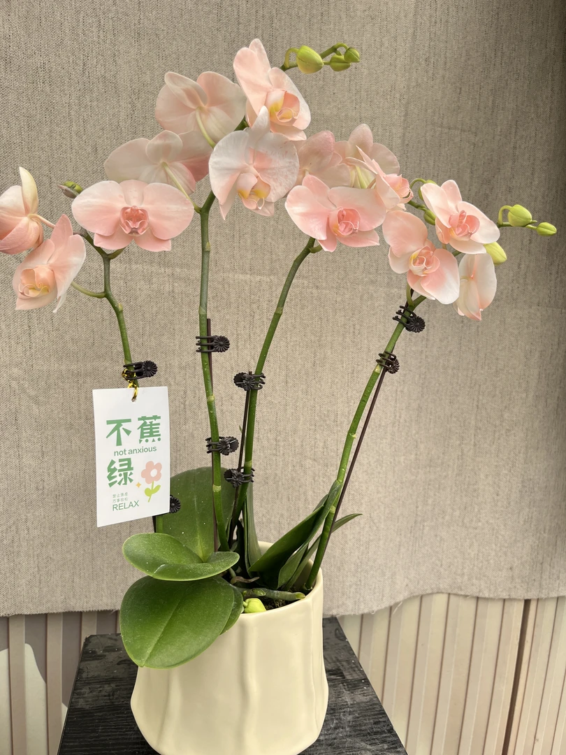 [水蜜桃] 粉色系蝴蝶兰  稀缺艺术喷色工艺好养  带花带花包