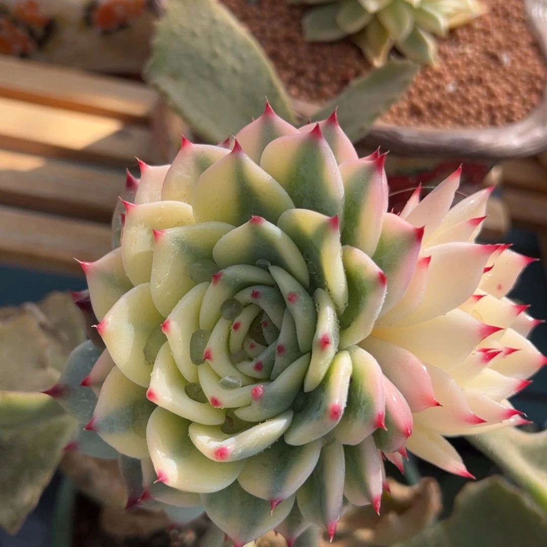 吉娃娃锦，一体三色可带嫁木发货