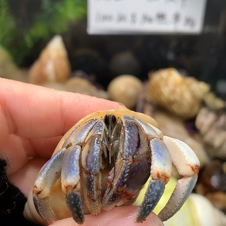 2.3奔跑的寄居蟹29号