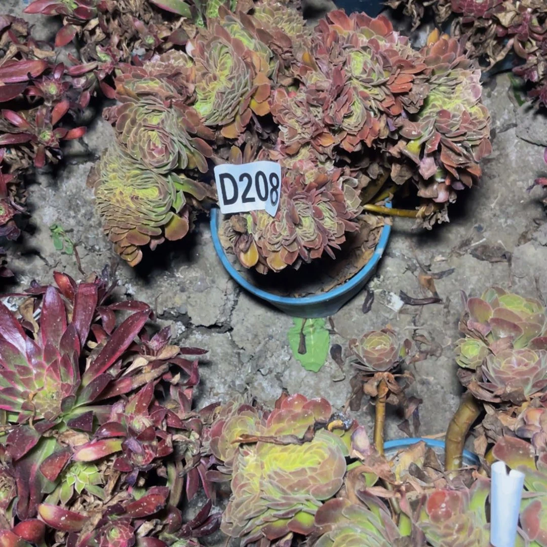 荷兰法师28//-21包邮