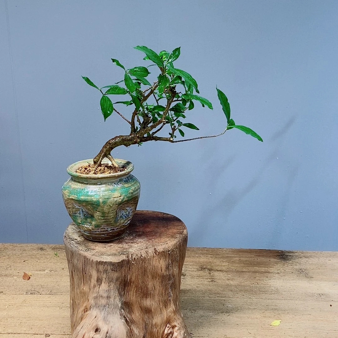 无花朵加**力感谢您的支持和信任