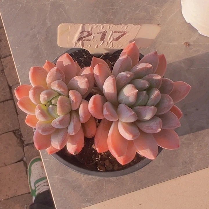 健健康康平平安安