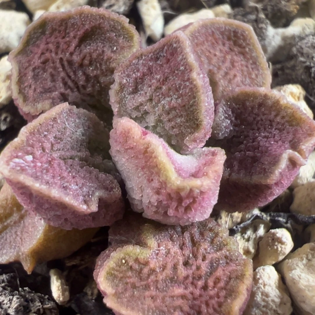 实生新品多肉植物水泡多肉植物