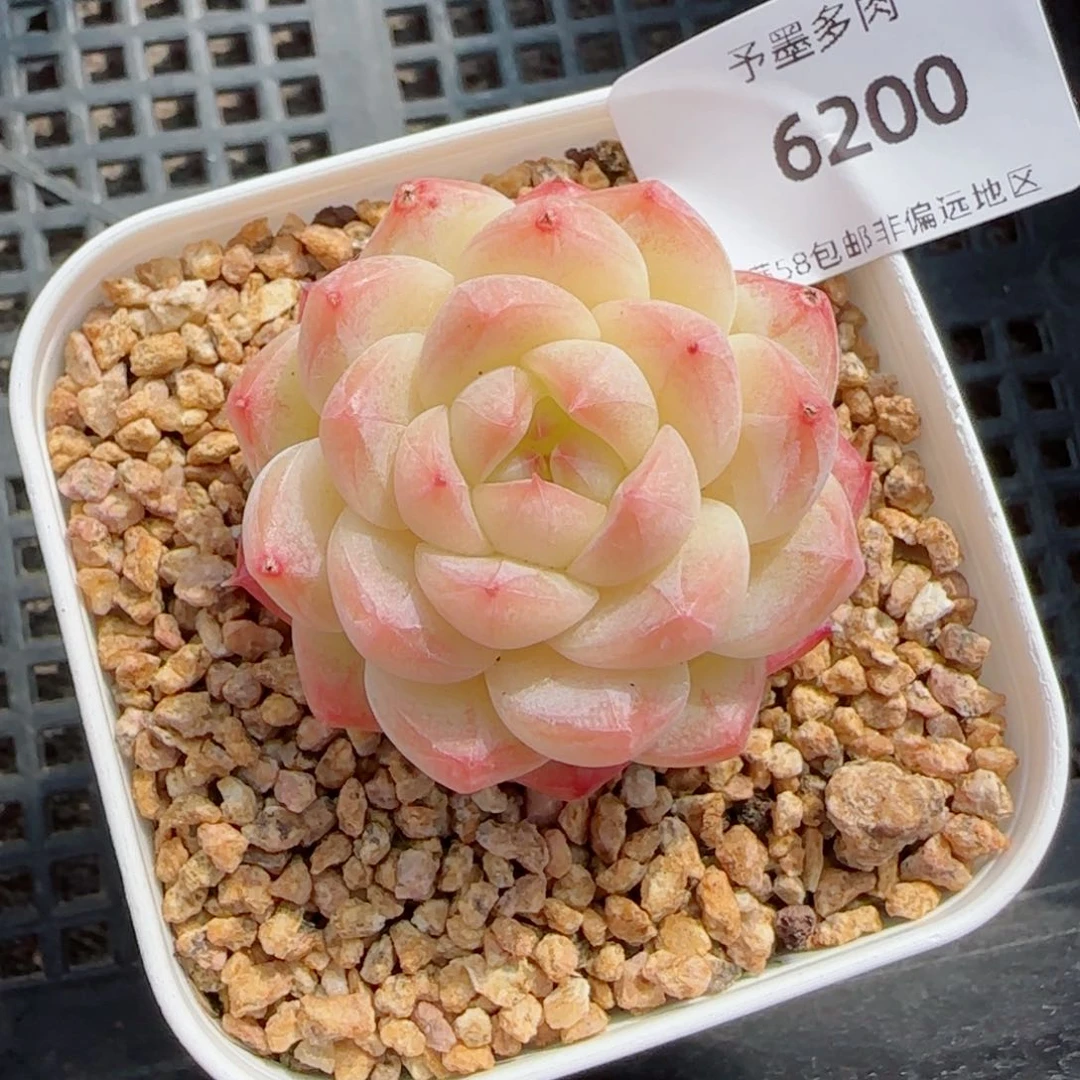 美心，6200多肉植物