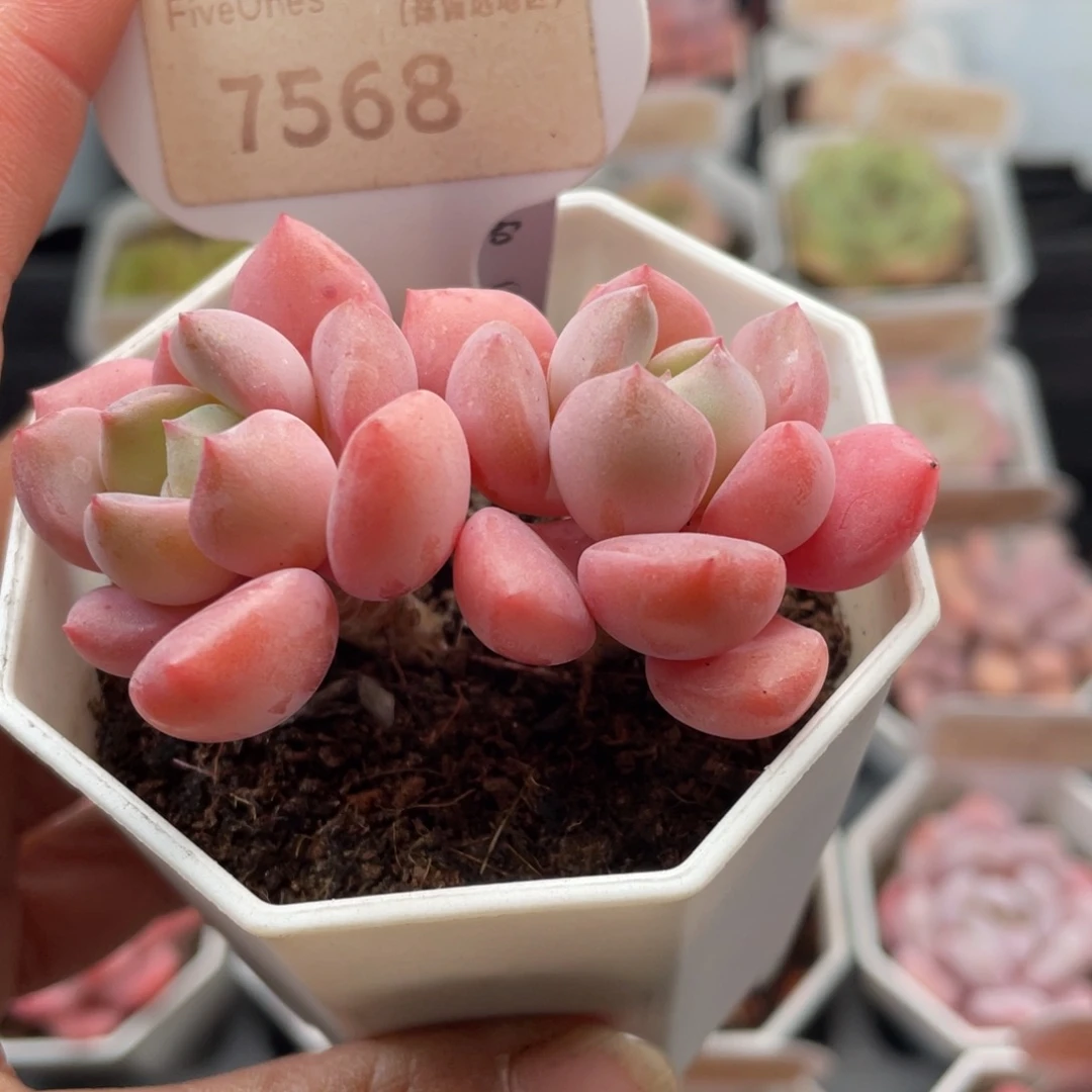 白鹭7568-6.0厘米