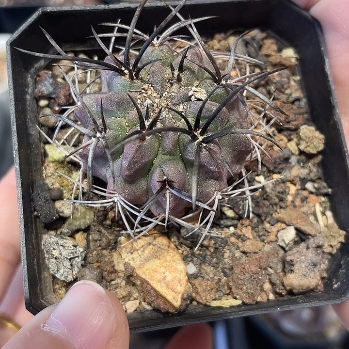 实生素妆玉仙人球一颗