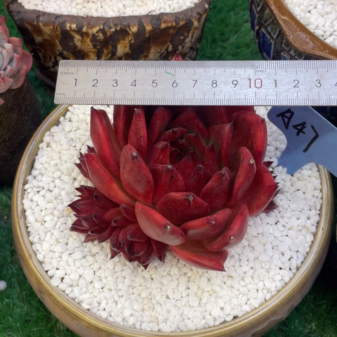 多肉植物盆栽多肉植物