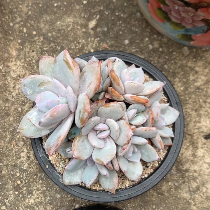 多肉植物韩版奶茶自然群12头