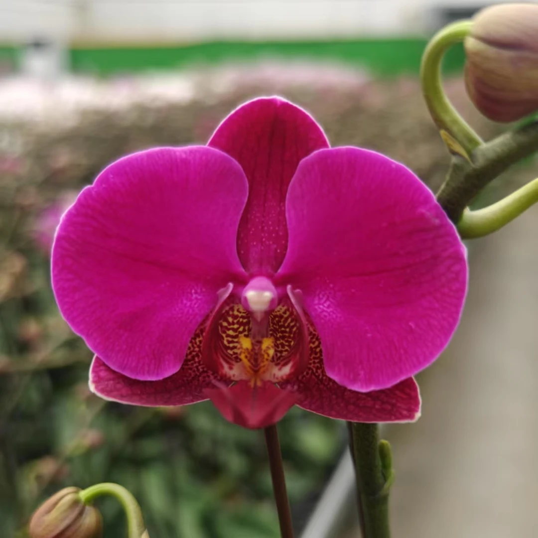 (芳美红龙)  蝴蝶兰  紫红色中花型  带花带苞