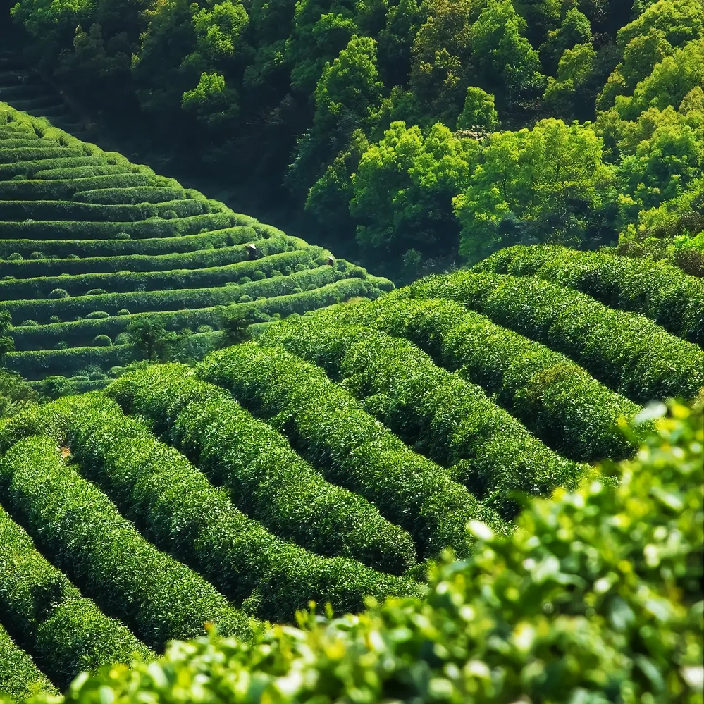 【 朴雾白茶】朴雾白茶 24年米芽银针