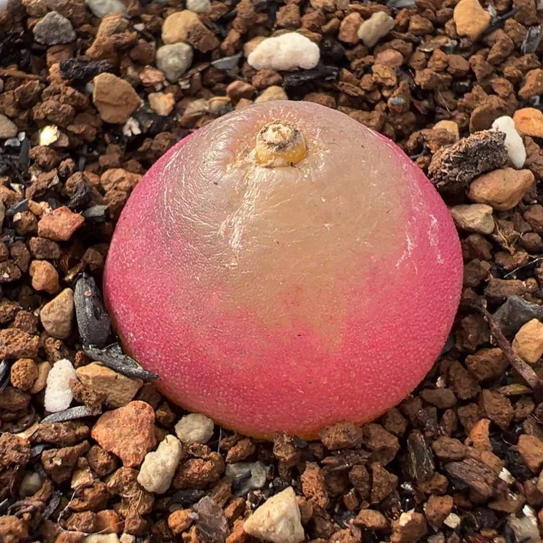 065多肉植物种类多样