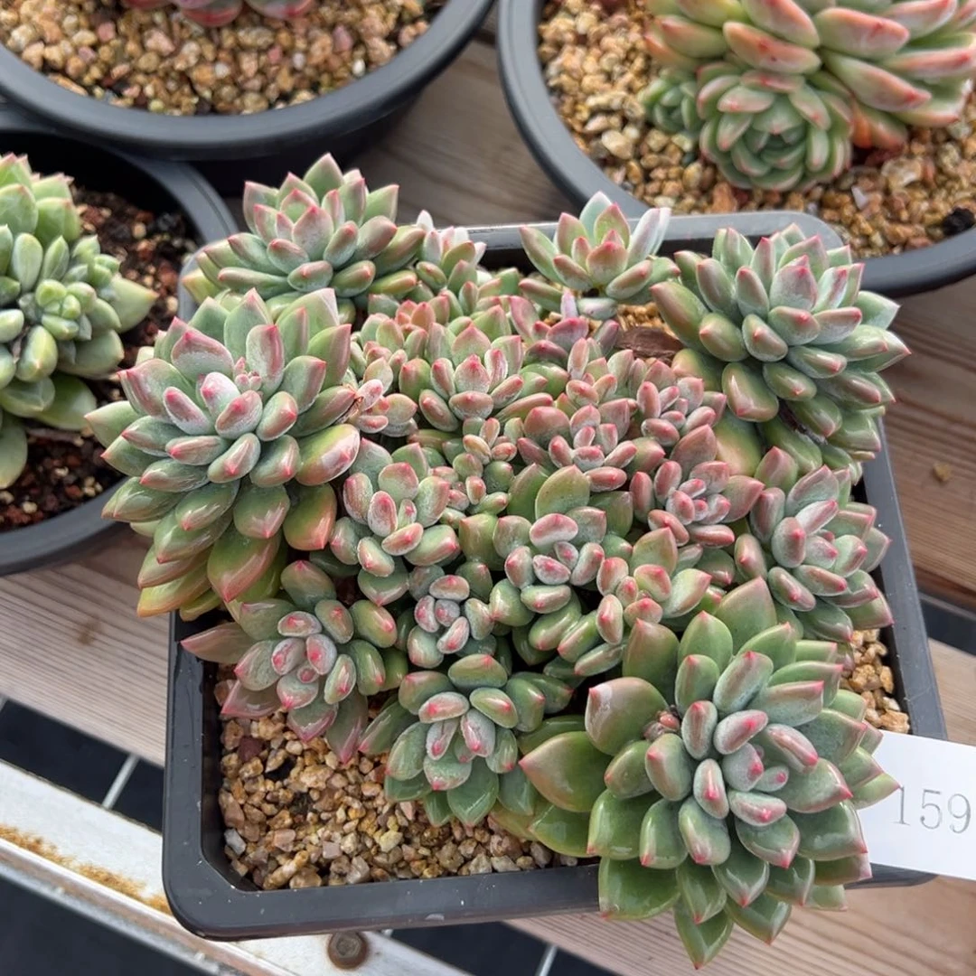 流**岸1594不包整肉肉肉肉肉肉肉