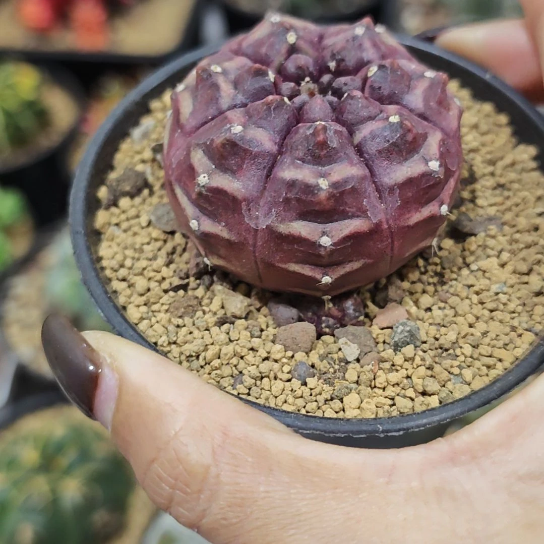 紫梦想仙人球自根