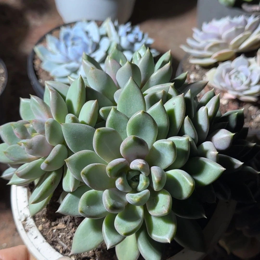 红象牙惊鸿一物一拍包装收缩花旱