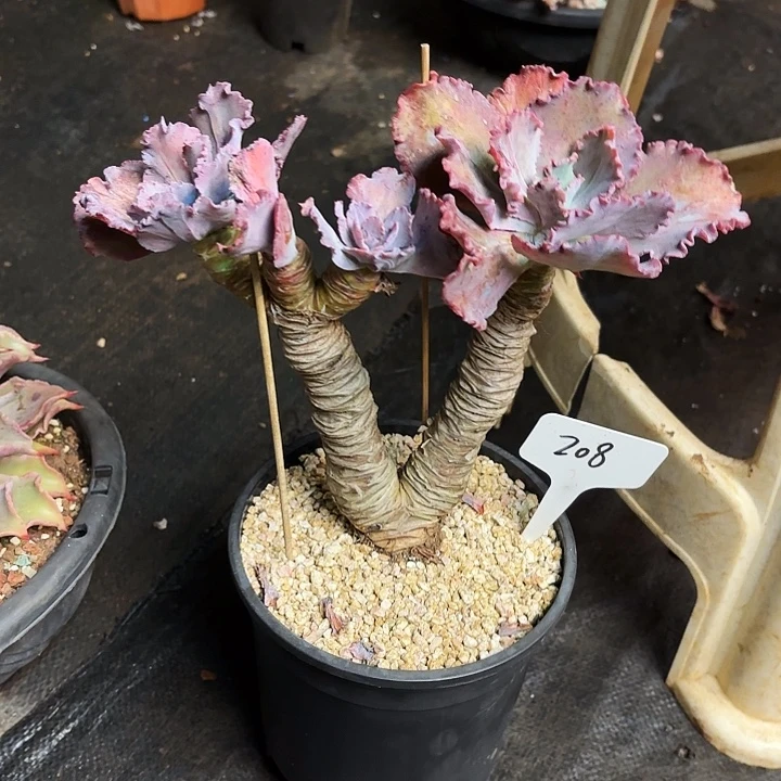 多肉植物，舞会红群208号