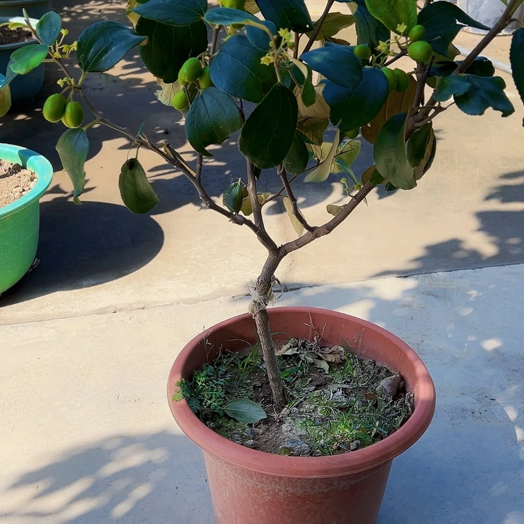 爱***月完全开放苹果奶油枣树