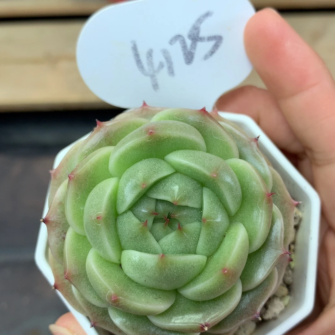 流光麦秆单头4125