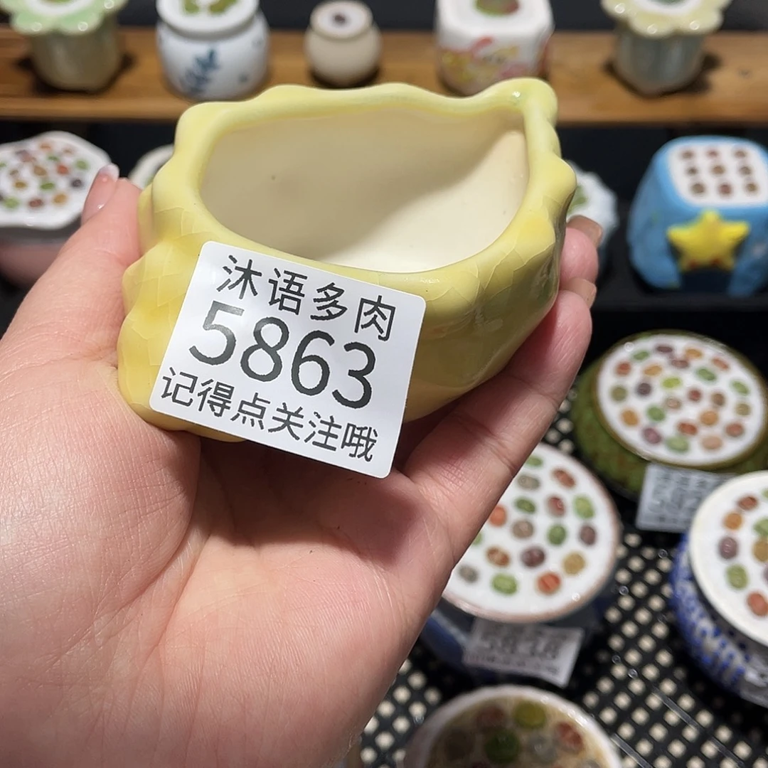 长***门带盆土植物 一物一拍5863