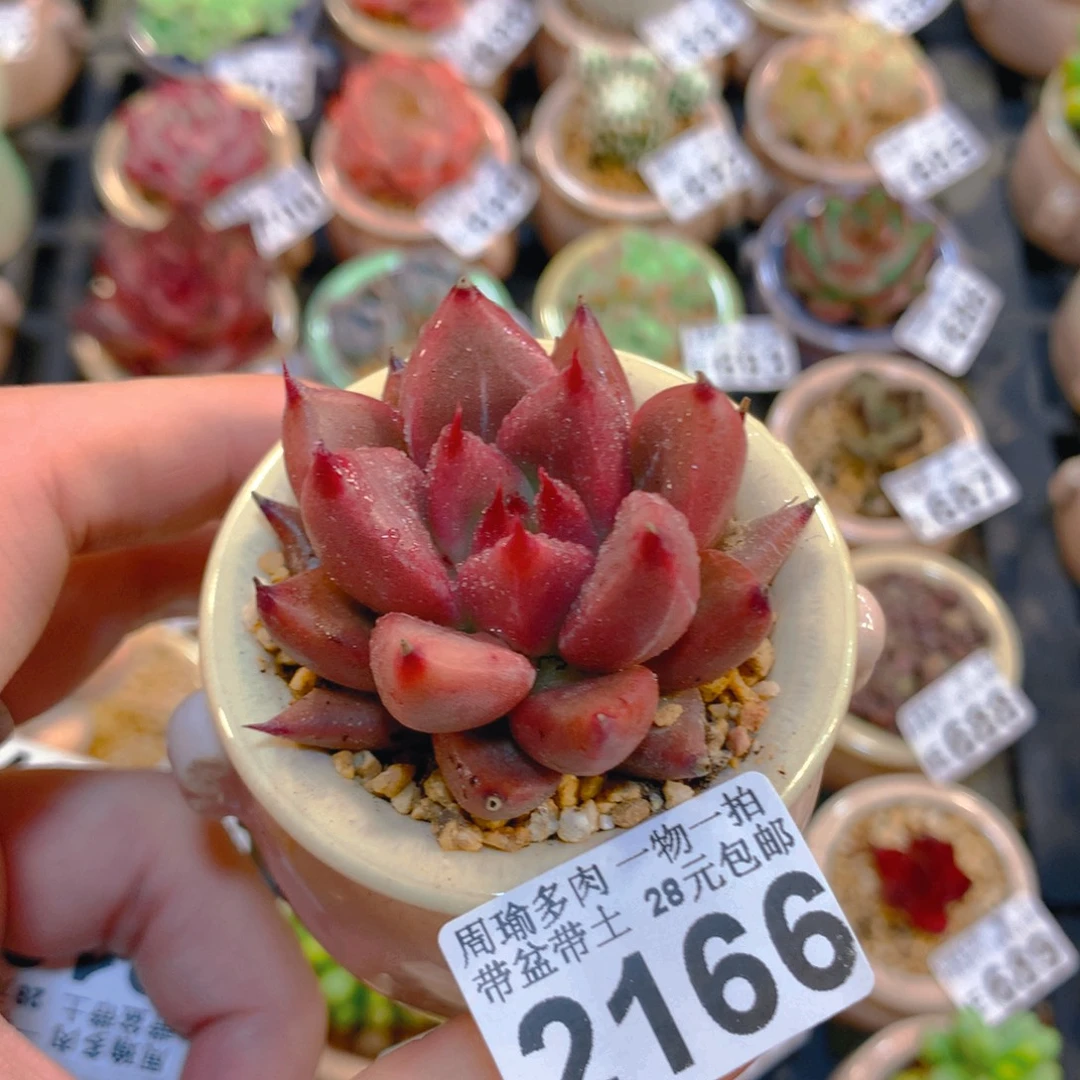 5厘米盆精控多肉2166