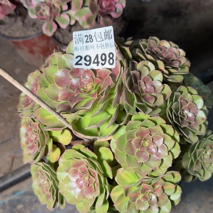 29498南抹茶多肉植物