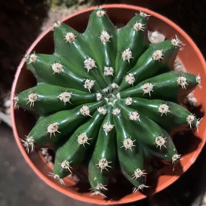 162号实生短刺彩草