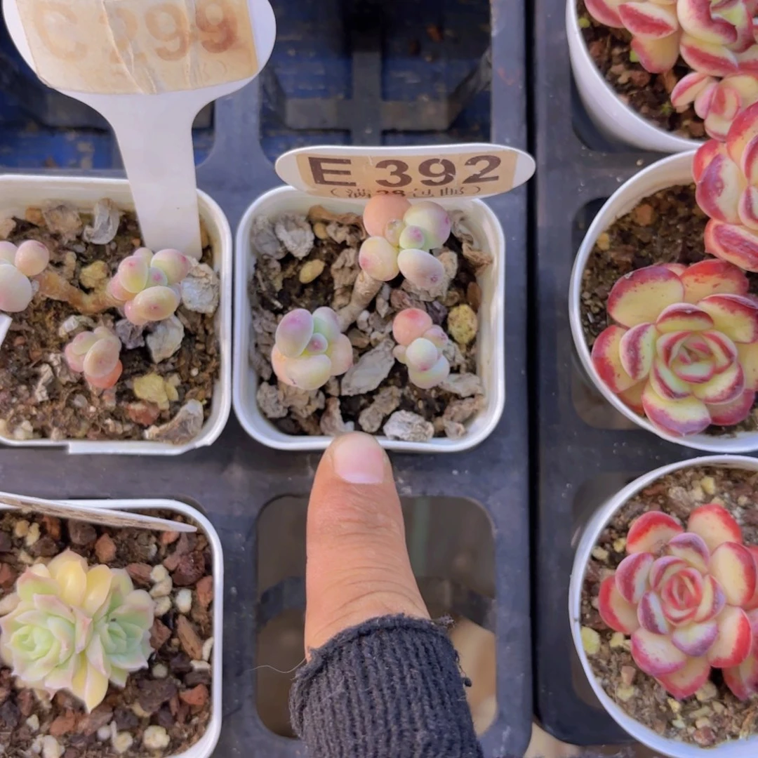 E392萤火虫一物一拍