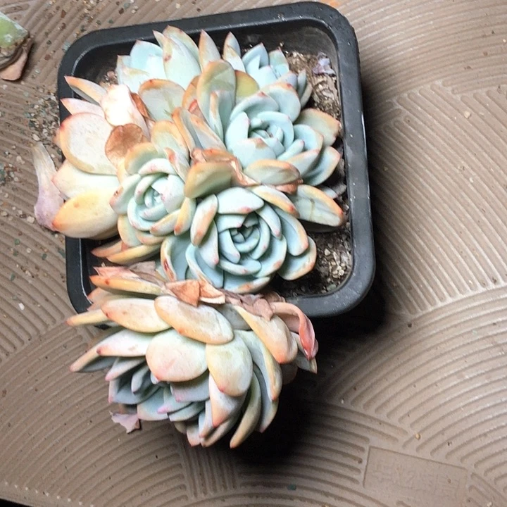 明*121///////////////