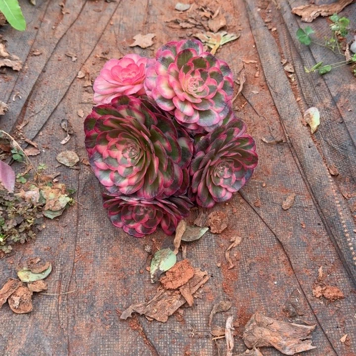 海神嫁接捧花不保证周正端午福利