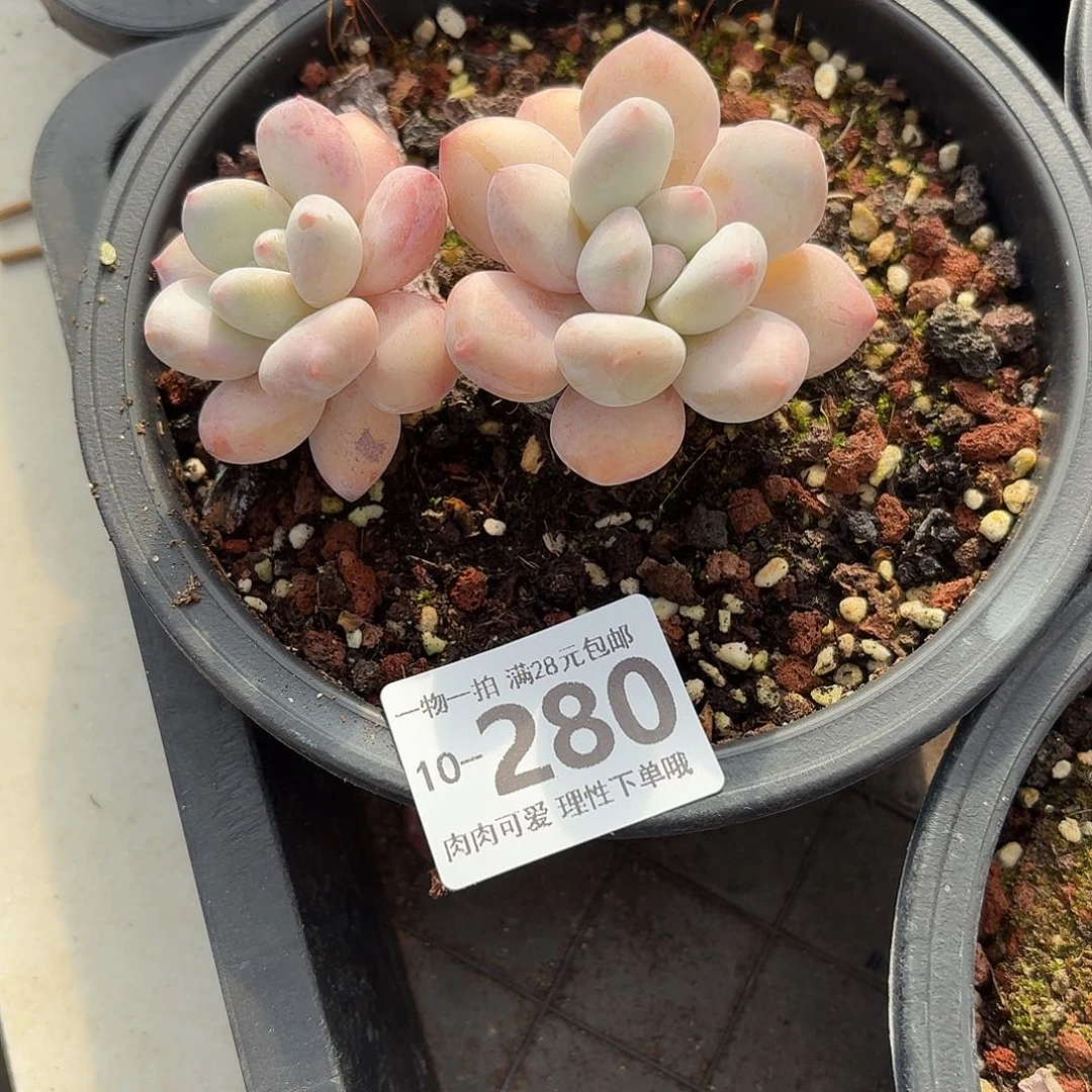 香水无盆土发货无盆