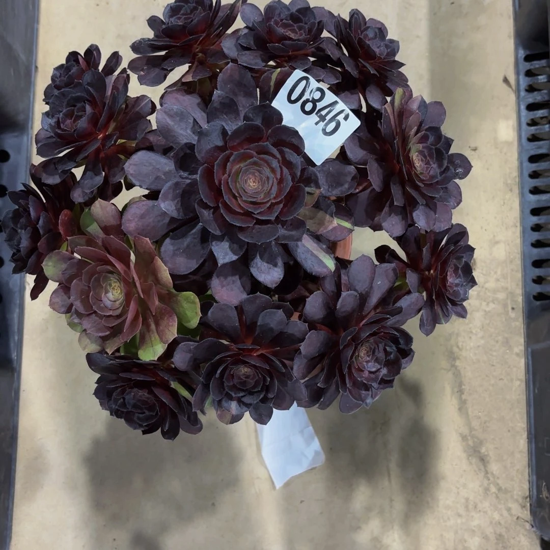 无花朵0846黑没人111111