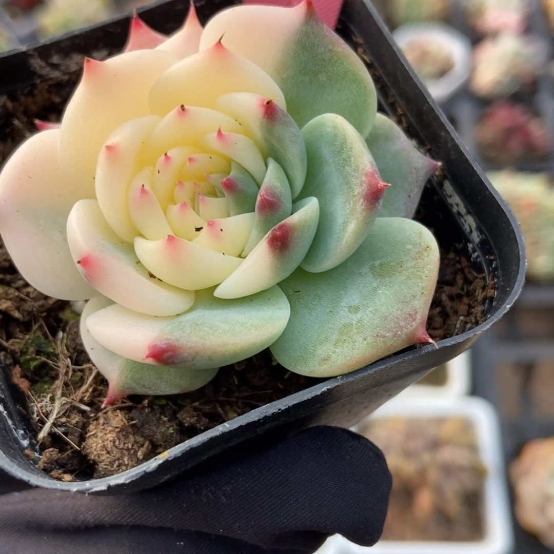 304吉娃娃锦多肉植物保护