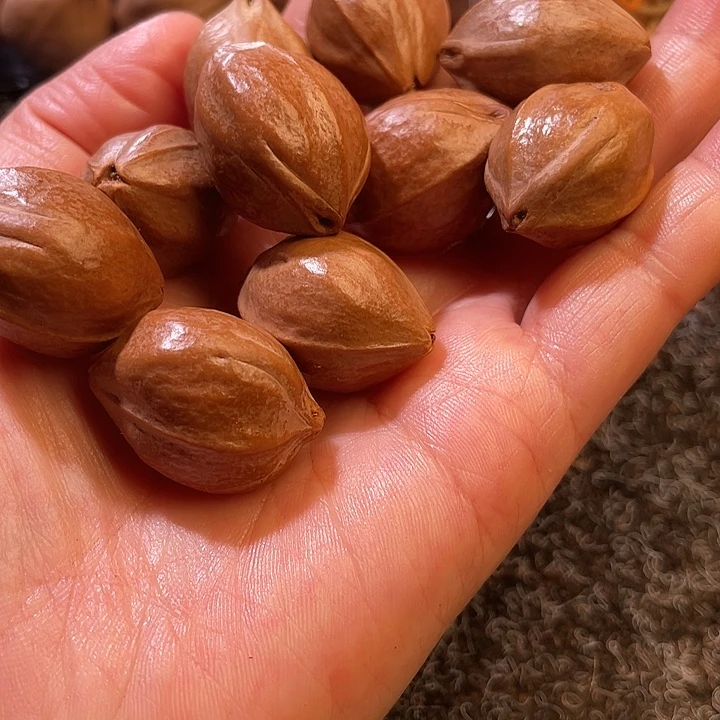 是***望吊坠橄榄核2.0✖️2.7