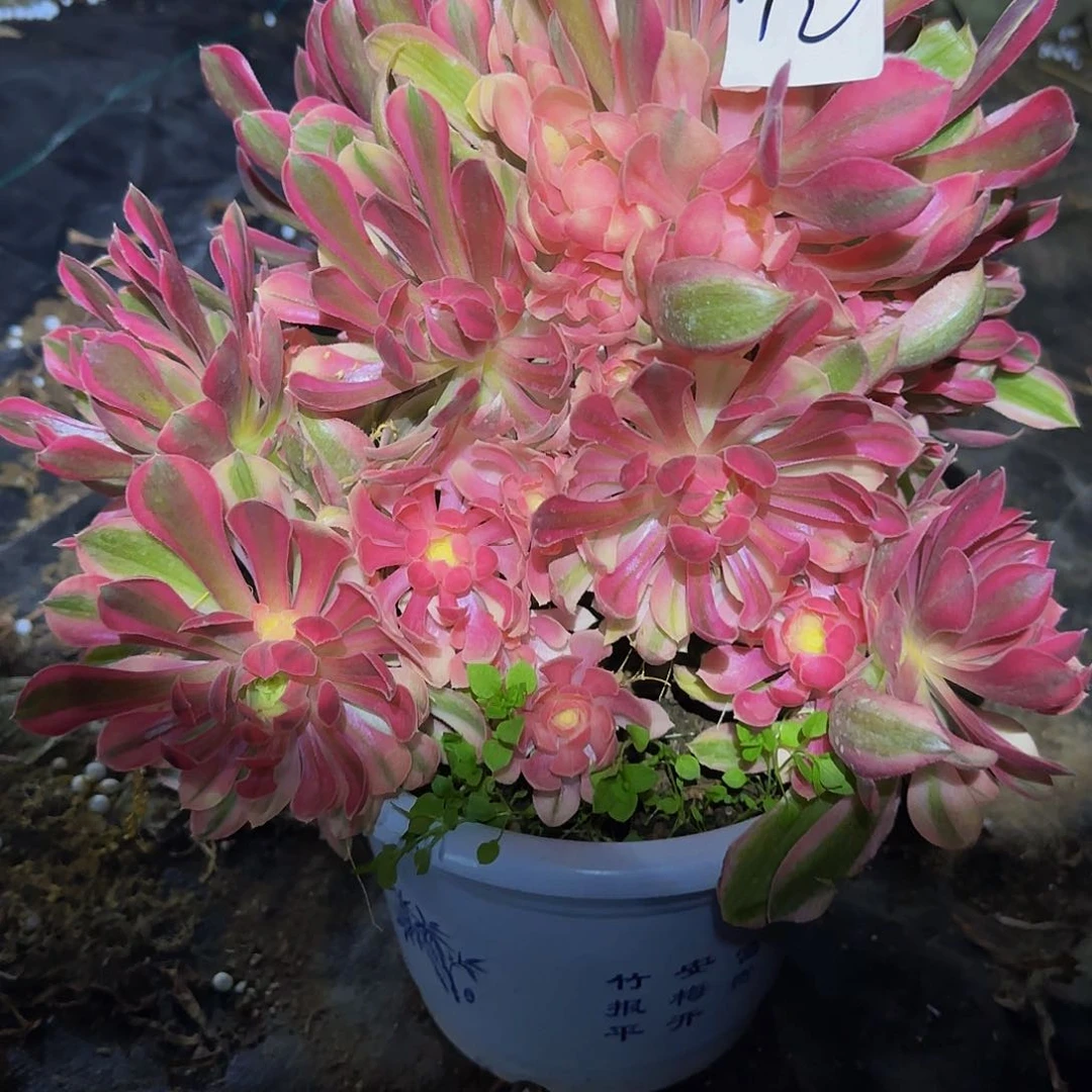 无***s粉女妖一物一拍清仓不包损，不退不换7797