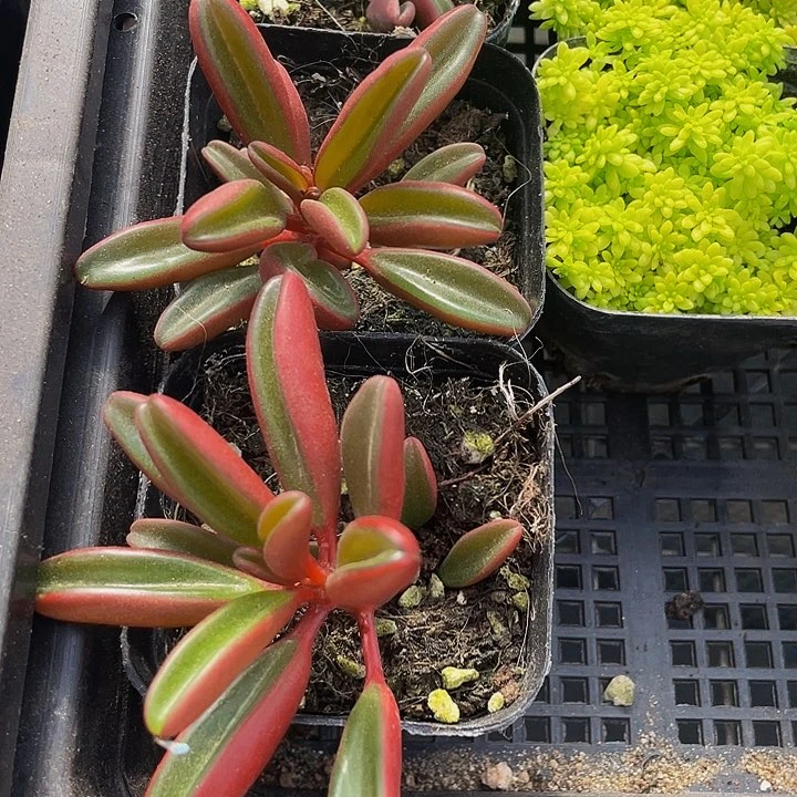 红背椒草3.8带盆土