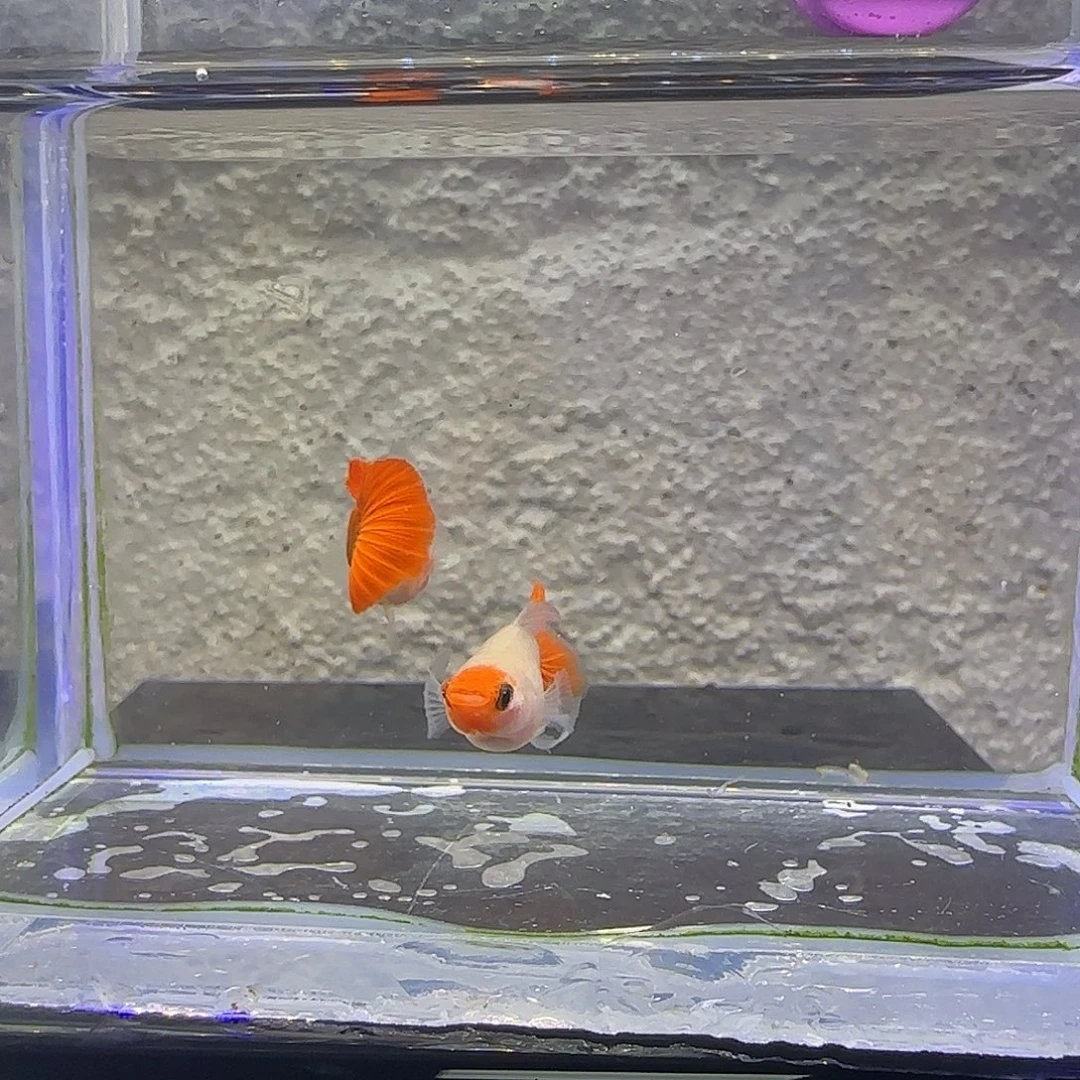 孔雀鱼深海蓝短C。72号