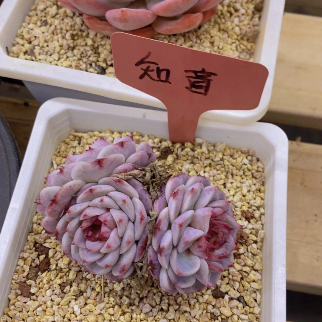 开心多肉，首播2欢迎