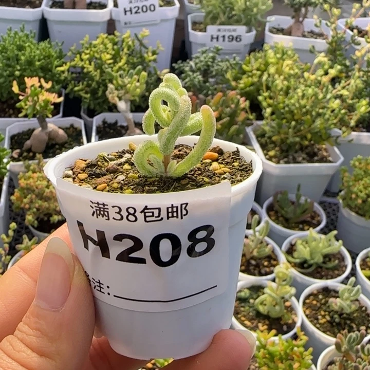 多肉植物枝干超白