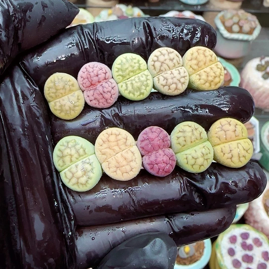 生石花满18包邮1117-91