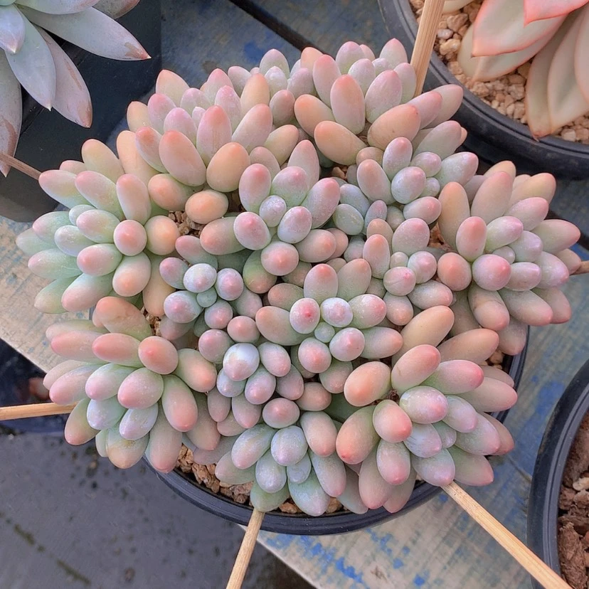 【闪购商品】彩虹汤圆